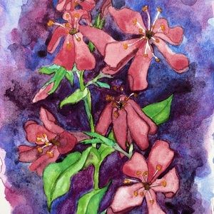 “Soapwort” Watercolor Notecard